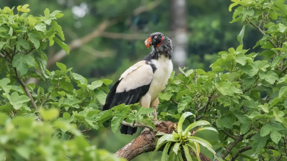 King Vulture