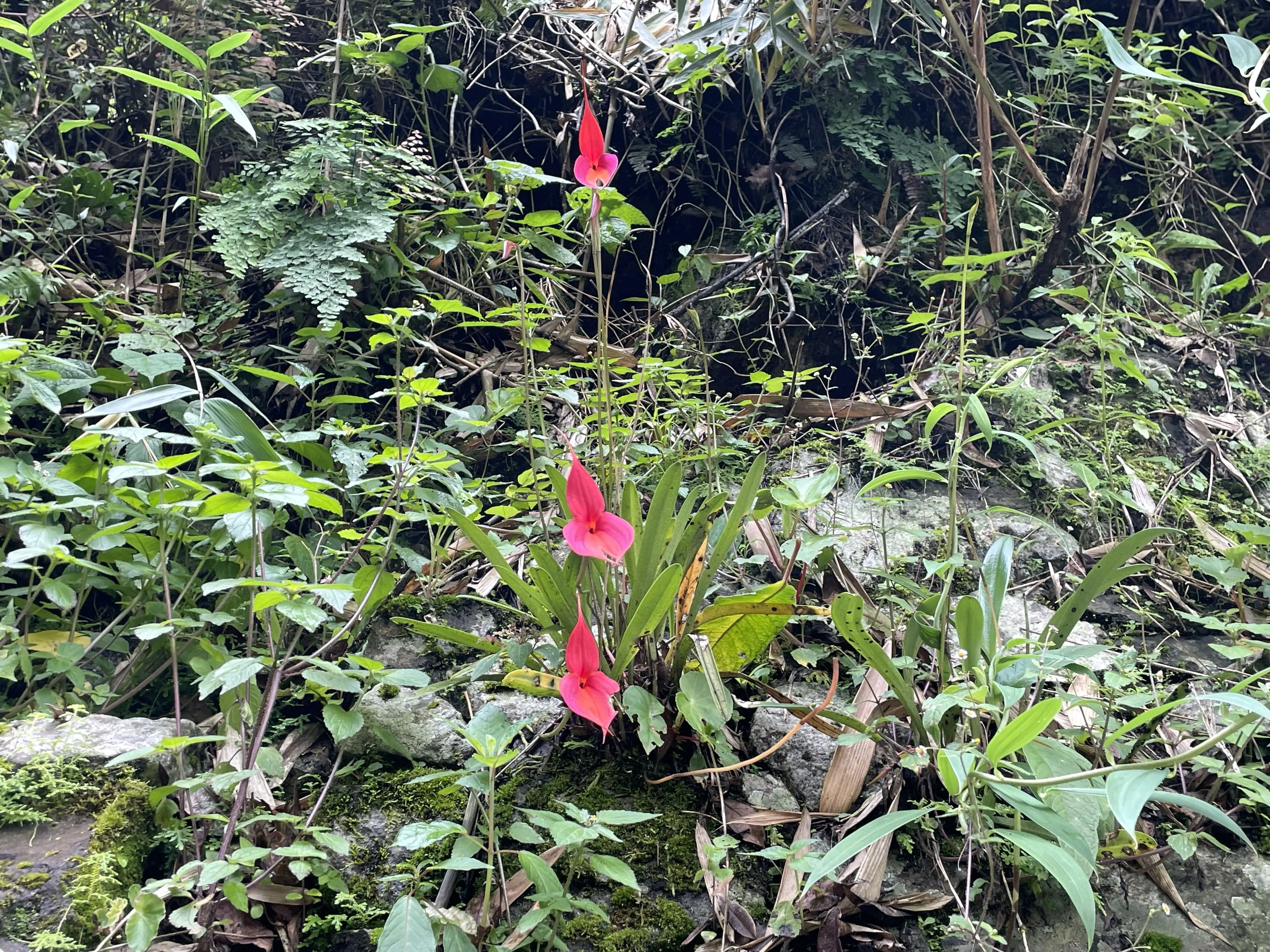 Wakanki Orchid - Short Inca Trail | Champions Peru Travel Wakanki Orchid - Short Inca Trail | Champions Peru Travel