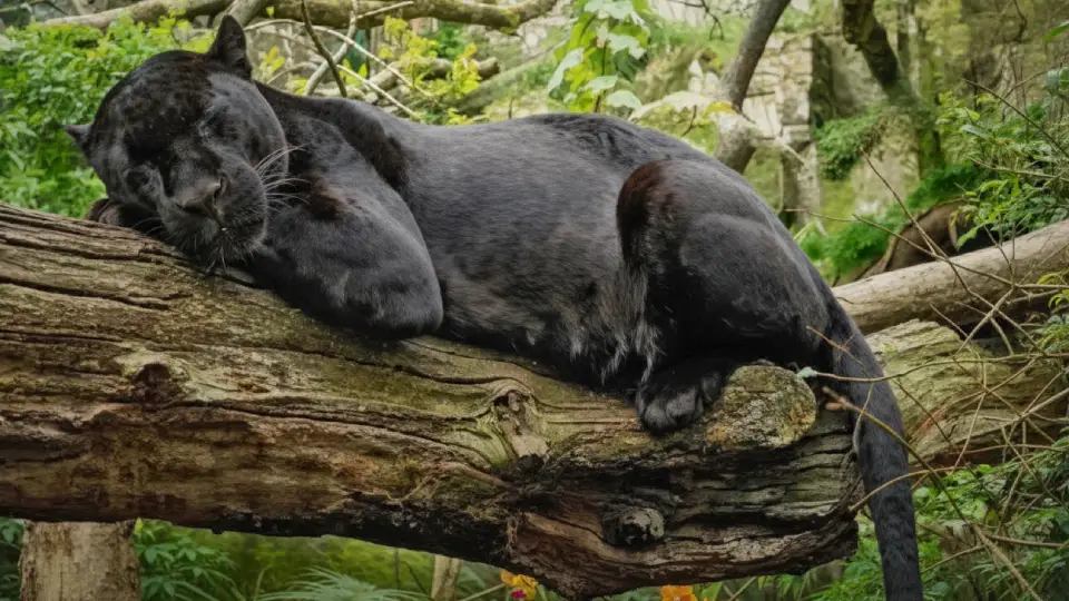 black jaguar animals Peruvian jungle 
