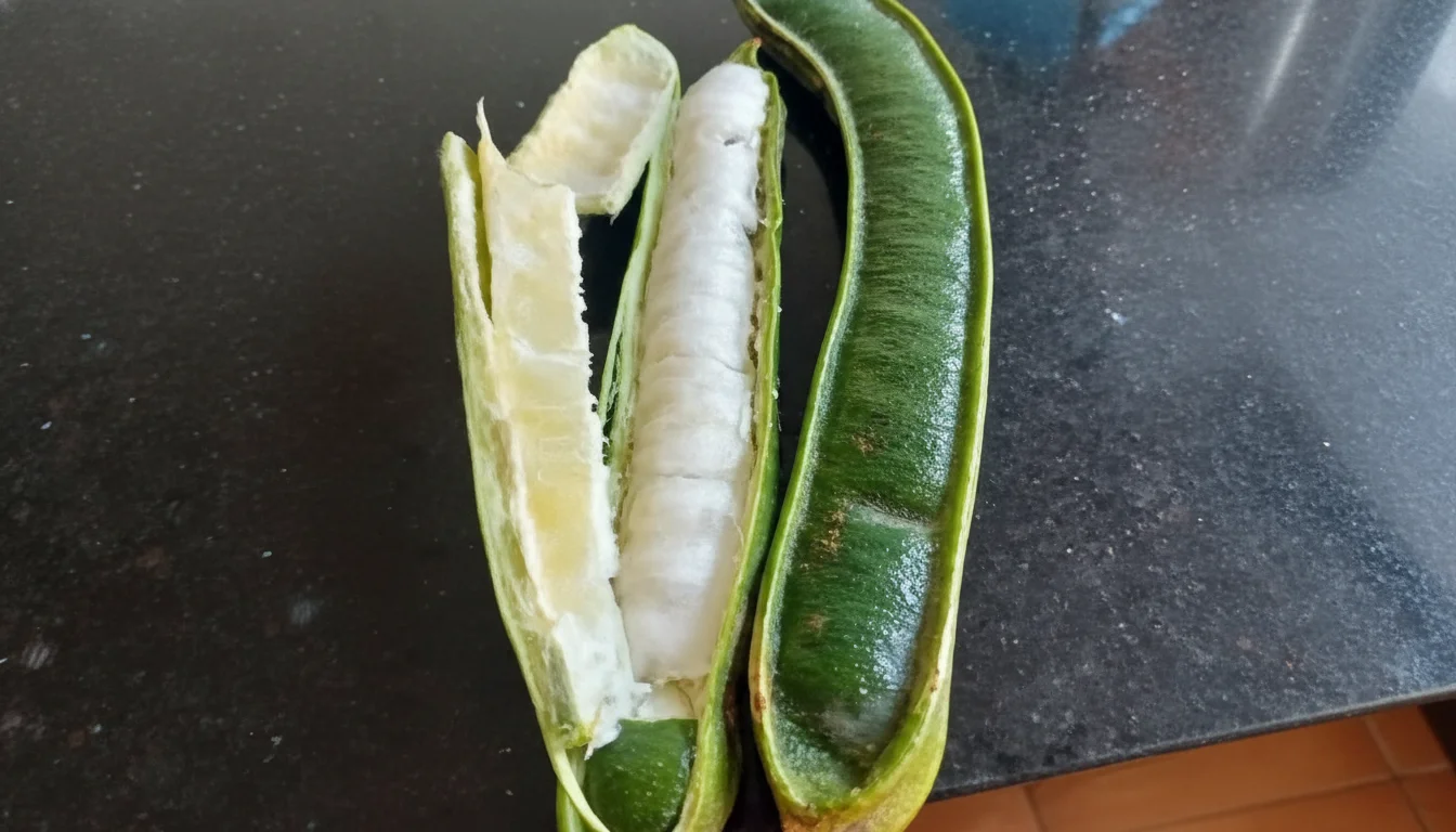 Pacae fruta peruana